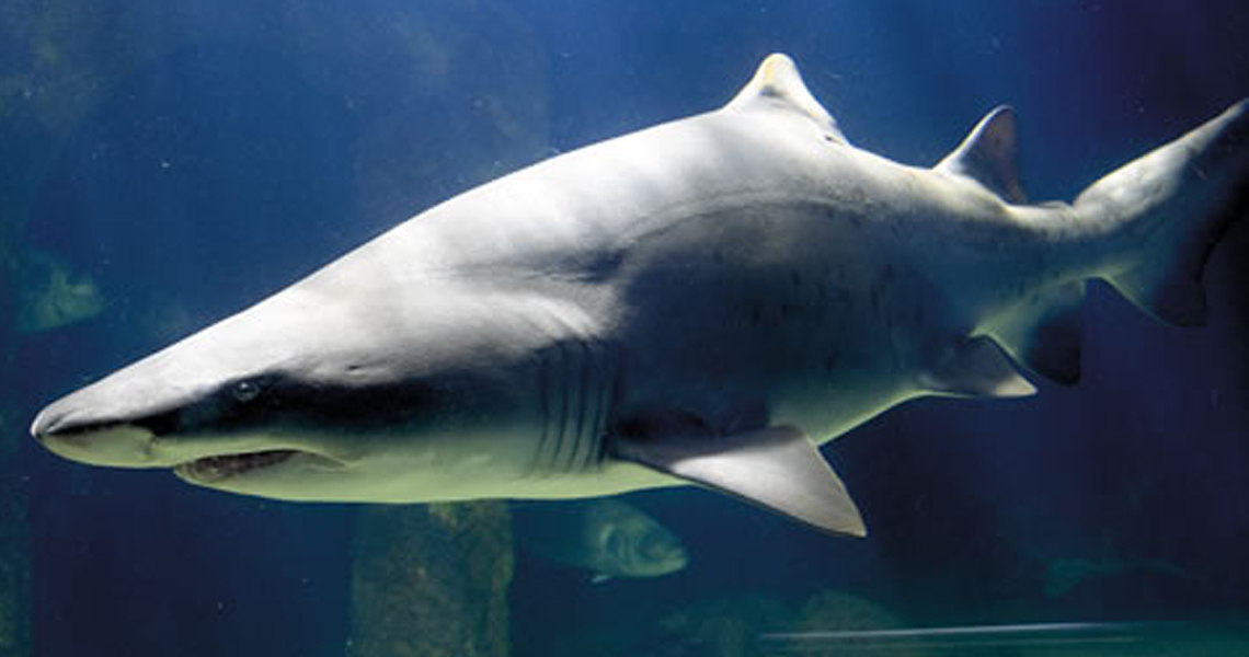 Acquarium Galicia